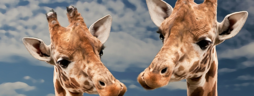 Comunicazione Non Violenta: gruppi di pratica (giraffa)